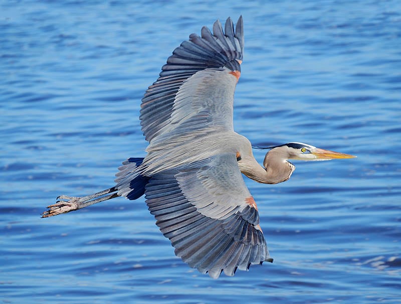 Great Blue Heron Flying above the water