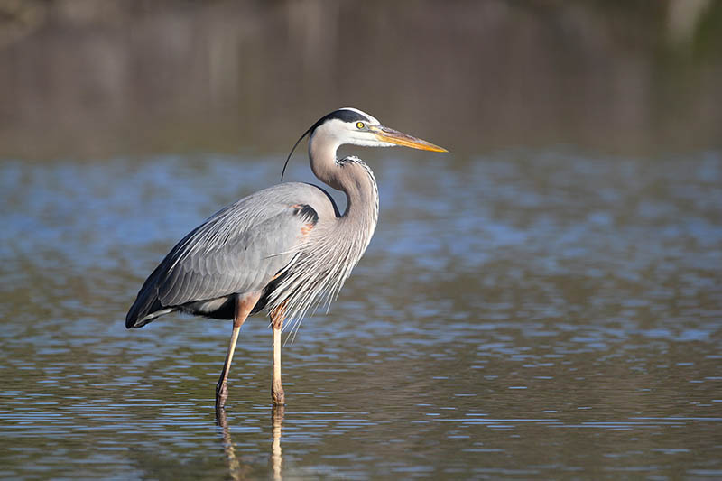 Great Blue Heron in the water