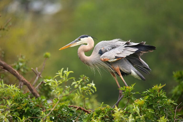 What Do Great Blue Herons Eat? Everything You Need to Know! Optics Mag
