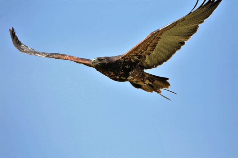 Are Buzzards Dangerous to Humans or Pets? What to Know! Optics Mag