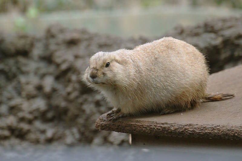 groundhog on the edge