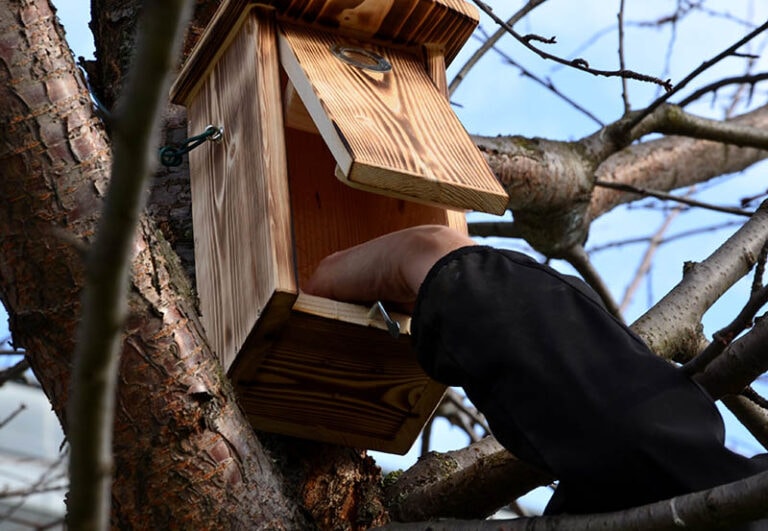 When to Clean Out Birdhouses (and When Not To!) Optics Mag