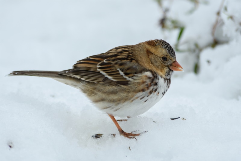 11 Common Types of Sparrows in Ohio (With Pictures) - Optics Mag