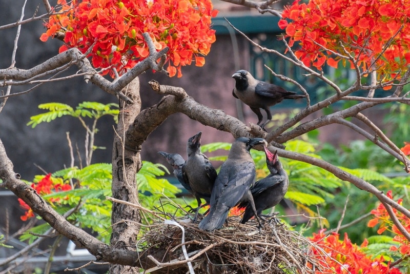 house crows in the nest