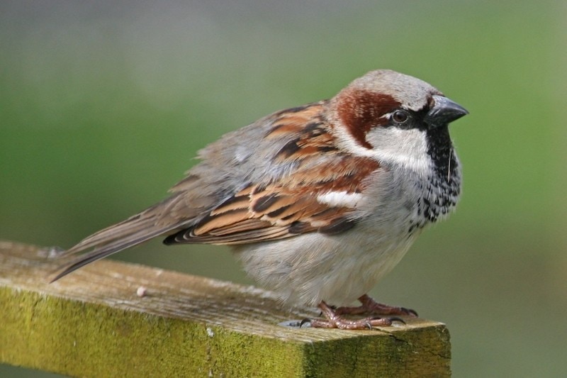 House Sparrow Field Guide Pictures Habitat And Info Optics Mag