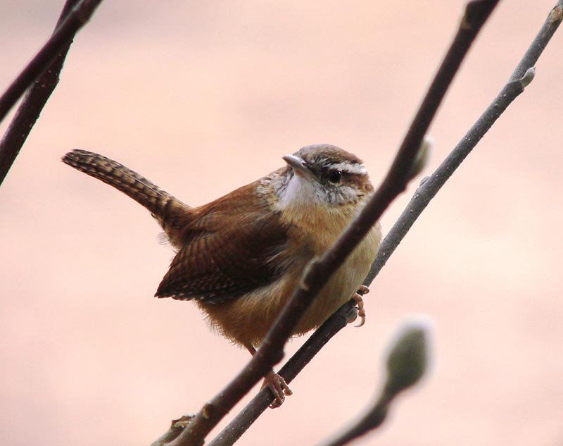 house wren bird on a small branch