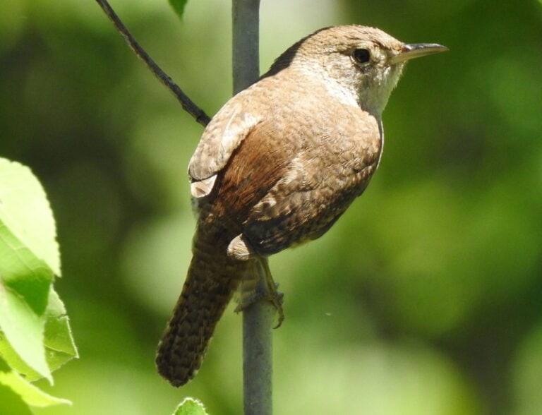 Where Do House Wrens Nest? What Are the House Wren's Nesting Habits