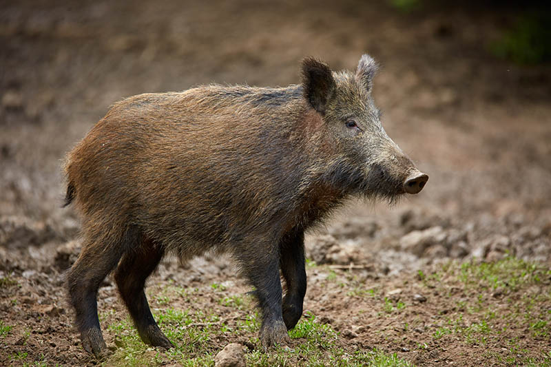 Juvenile feral swine