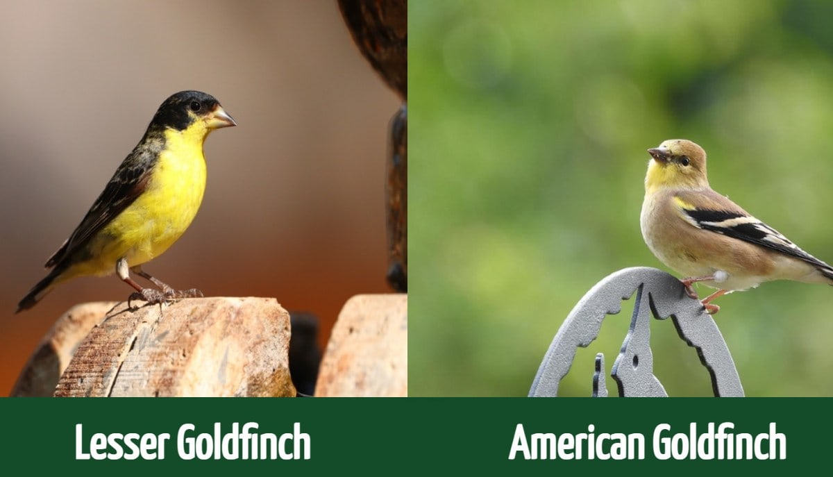 Lesser Goldfinch Vs American Goldfinch 
