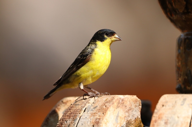 lesser goldfinch