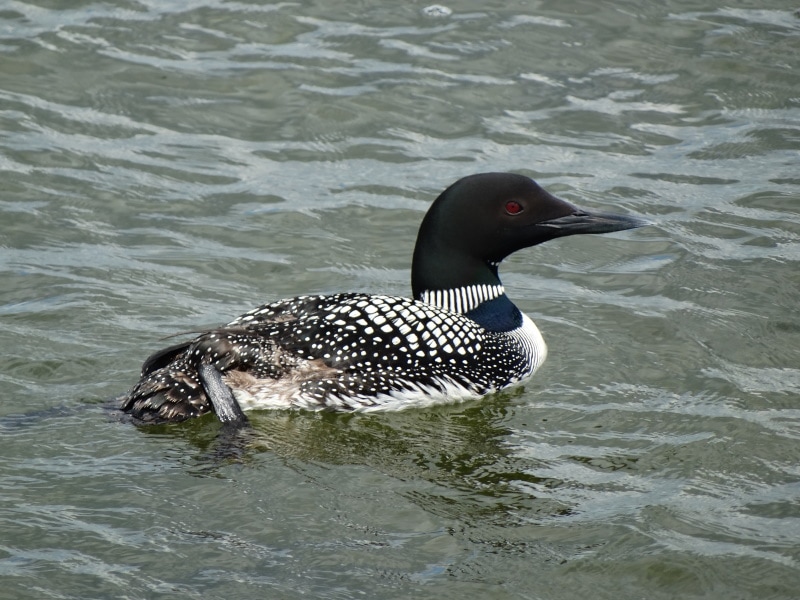 Can Loons Fly? Do They Stay on Water? Optics Mag