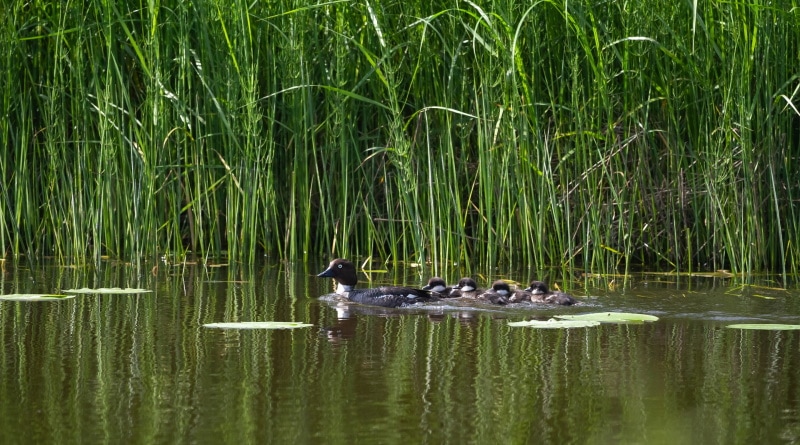 loon chicks with their mother swimming