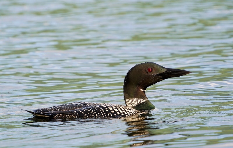 loon in the lake