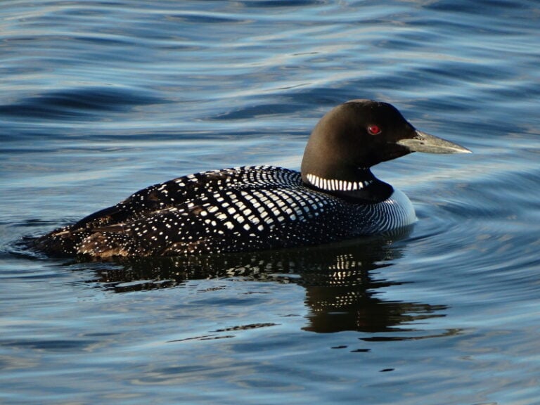 How Long Can a Loon Stay Underwater? The Surprising Answer! Optics Mag