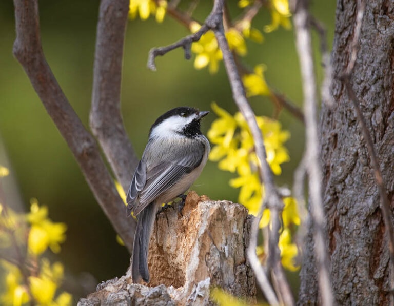 Male vs. Female BlackCapped Chickadees How to Tell the Difference