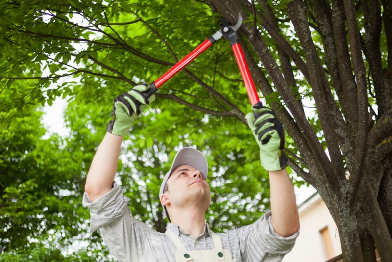 mam pruning tree