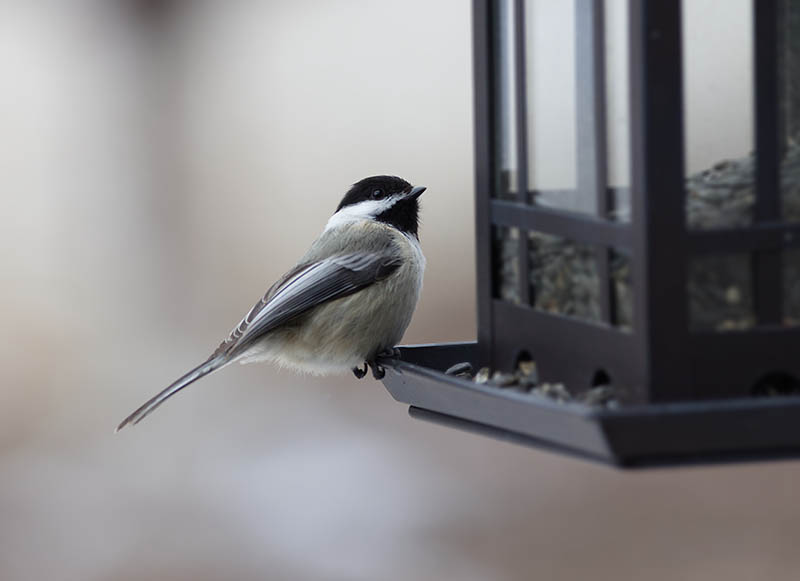 mexican Chickadee on a feeder
