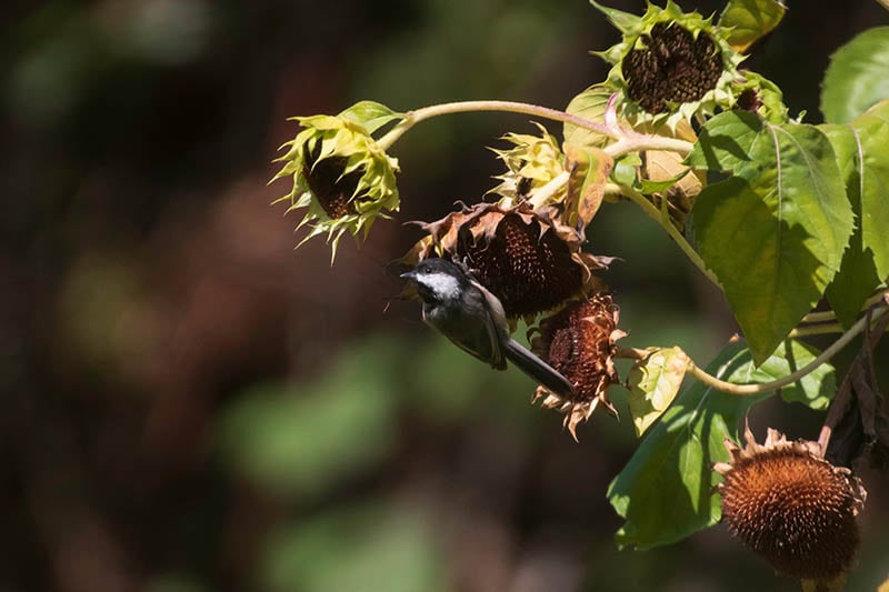 Mexican Chickadee on a Sunflower