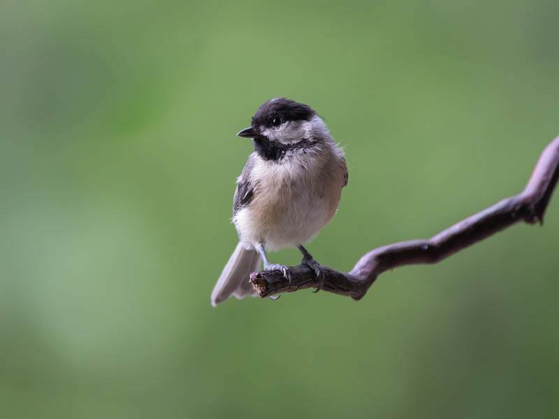 mexican chickadee perched