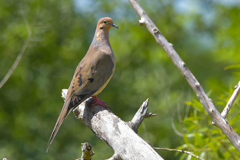 mourning dove bird perching on tree branch
