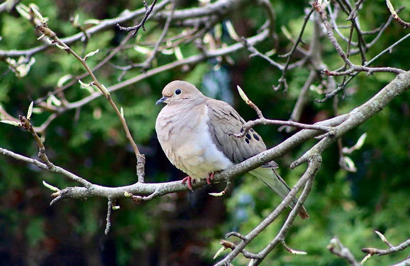 mourning dove bird perching on tree branch