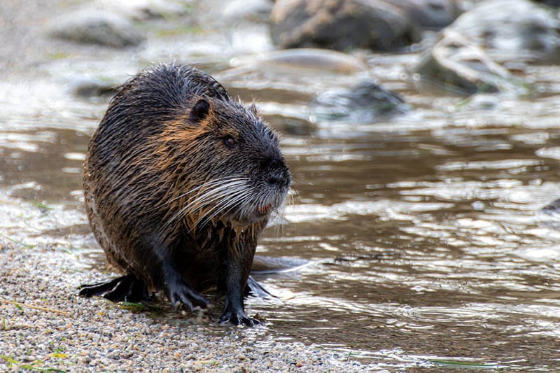 nutria near the water