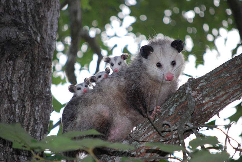 opossum with young ones