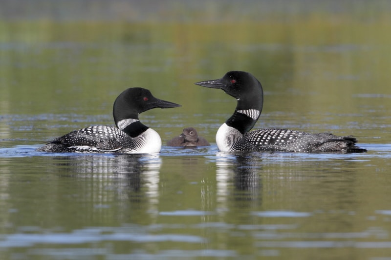 pair of common loons in the water