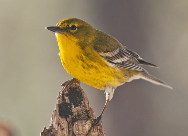 Pine Warbler vs. Goldfinch: How to Tell the Difference - Optics Mag