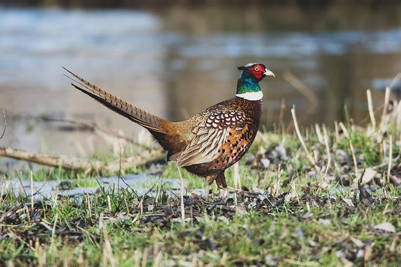 ring-necked pheasant bird on river bank