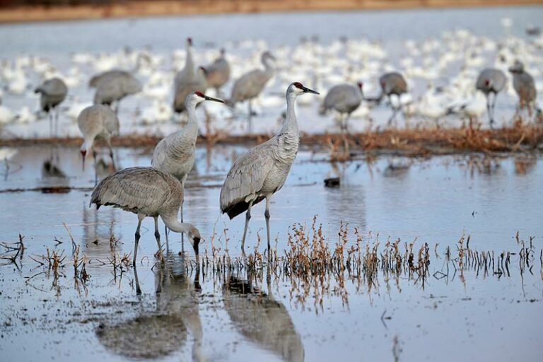 Can You Hunt Sandhill Cranes? Everything You Need to Know! Optics Mag