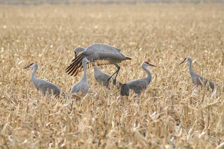 Can You Hunt Sandhill Cranes? Everything You Need to Know! Optics Mag