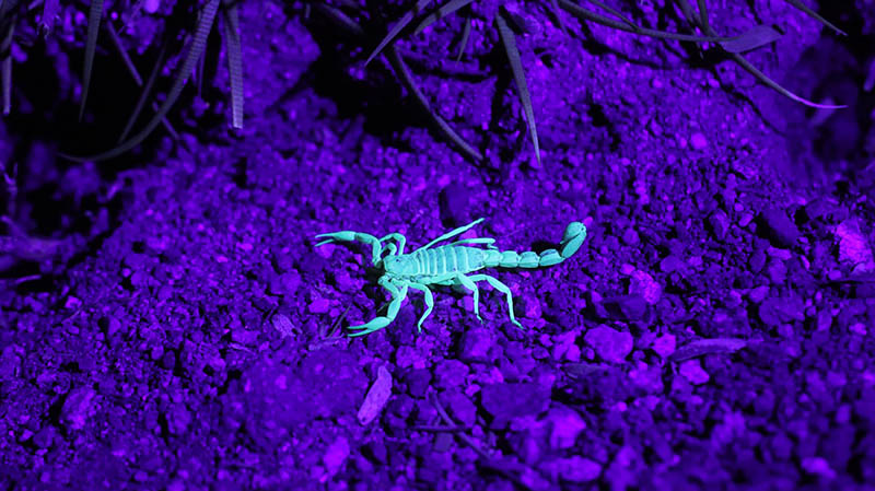 olie fatning kinakål 10 Incredible Animals That Can See Ultraviolet Light - Optics Mag