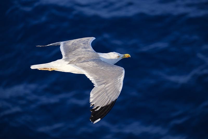 seagull bird flying