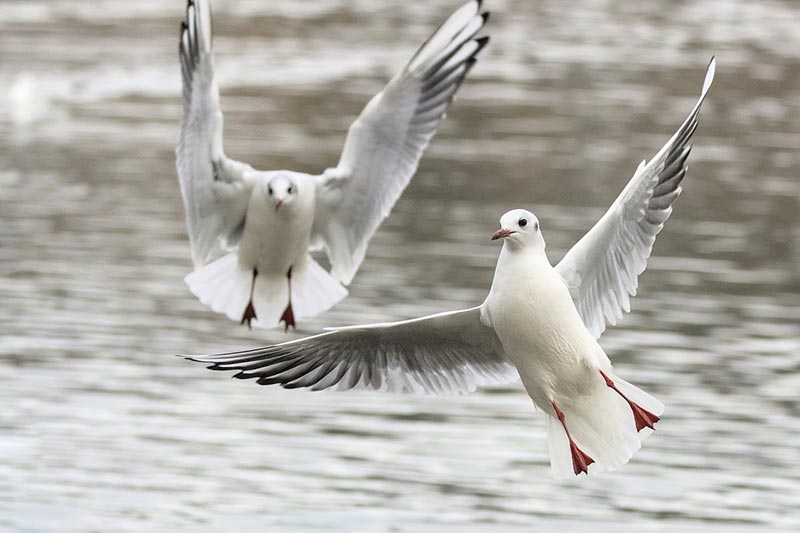 seagull birds flying