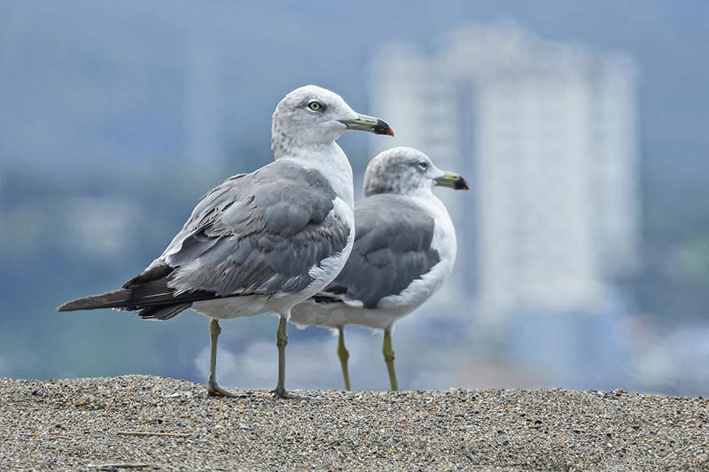 seagull birds on sand