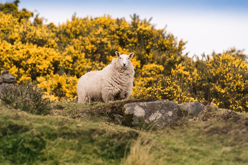 sheep in the mountains