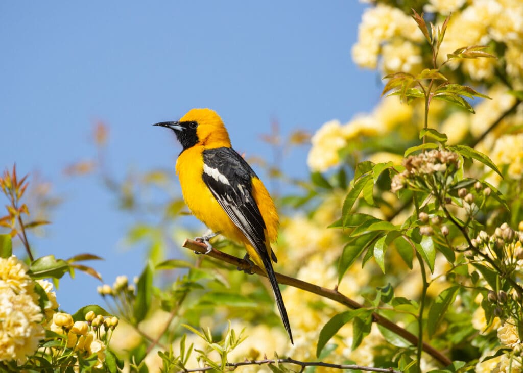 Hooded Oriole