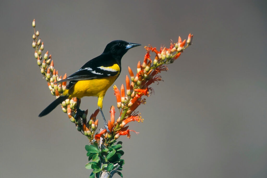 Scott's Oriole