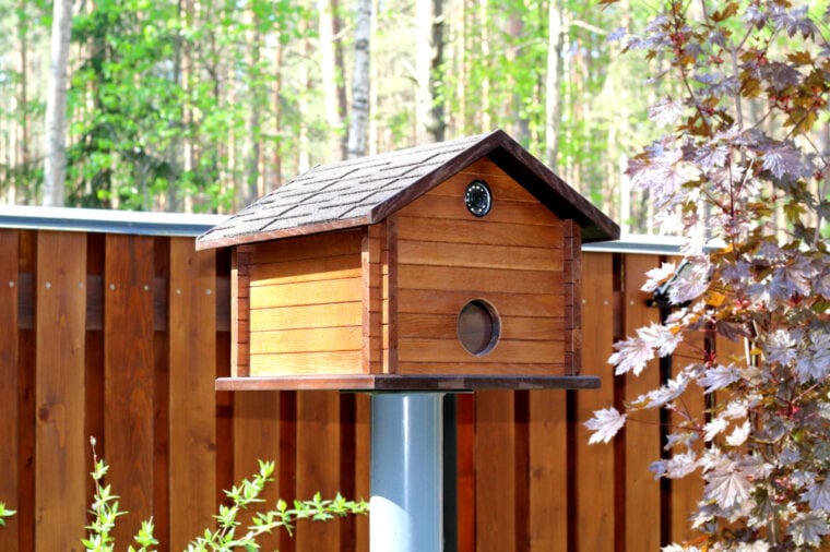 What to Put Inside a Birdhouse (7 Great Options) Optics Mag