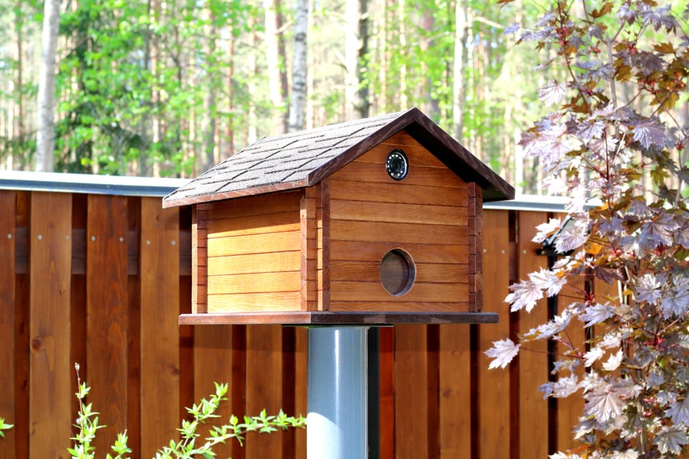 What to Put Inside a Birdhouse (7 Great Options) Optics Mag