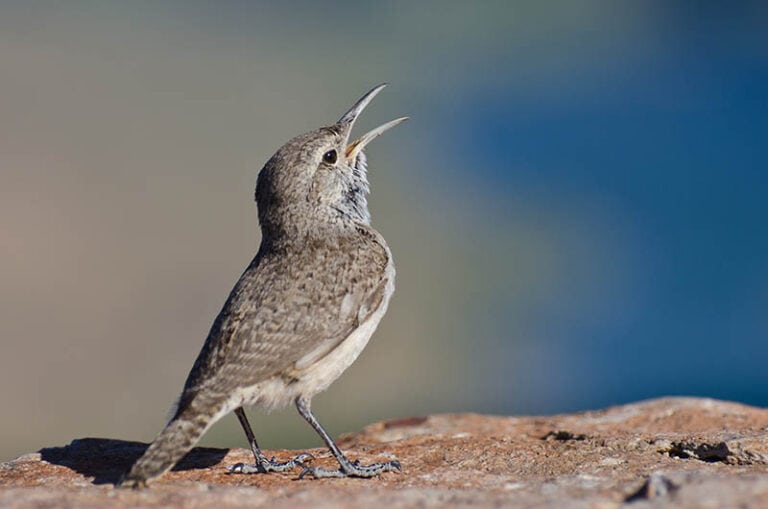 9 Types of Wrens in California (With Pictures) Optics Mag