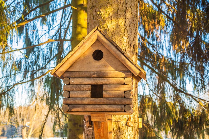 small log cabin-bird feeder in the forest