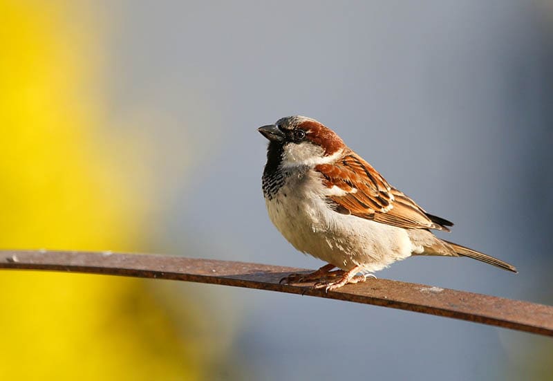 sparrow perched