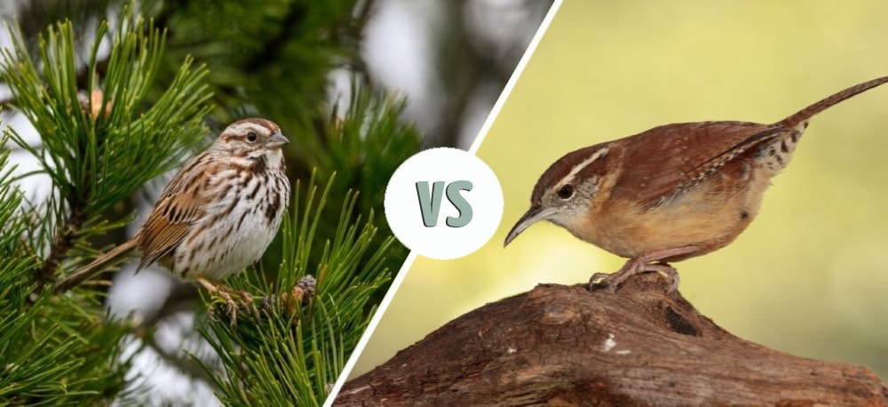 sparrow vs wren