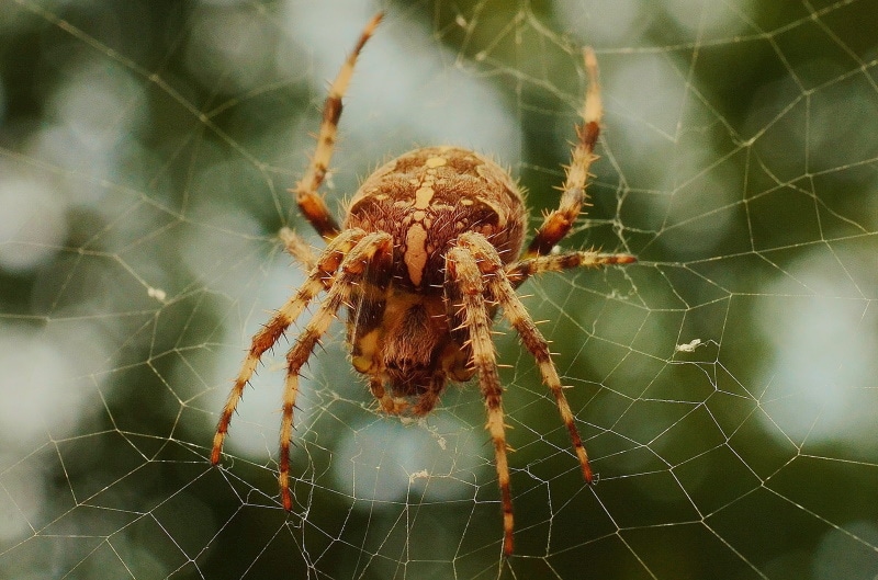 spider