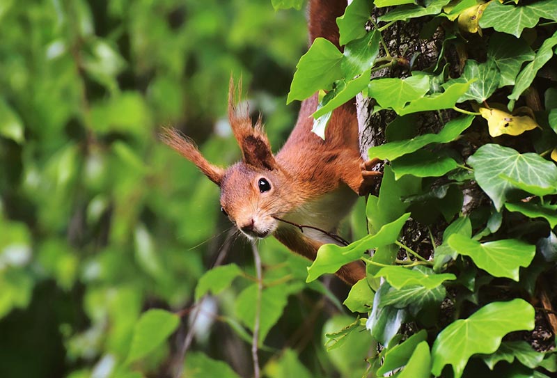 squirrel crawling on a tree