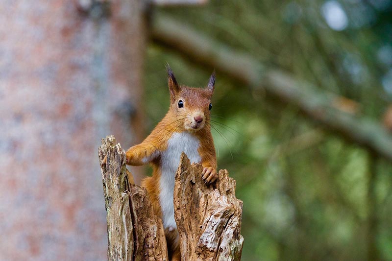 squirrel on a tree trunk