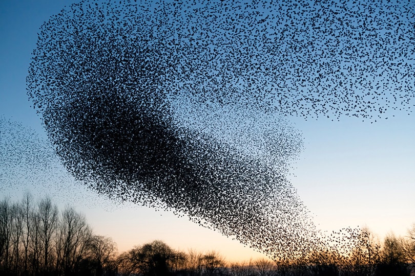 starling murmuration birds