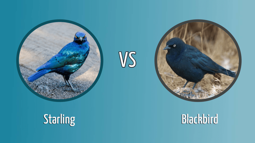 starling vs blackbird